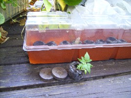 peat pellets and greenhouse tray