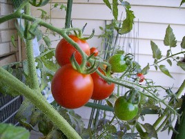 sweet chelsea tomatoes